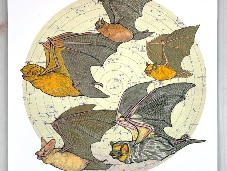 Sarah Draws Things Starry Bats 8x8 Print Online now