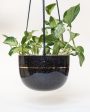 Rider Ceramics 6  Hanging Planter Stoneware Black Gold Pinstripe Cheap