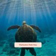 UNDERWATER LIGHTROOM PRESETS Hot on Sale