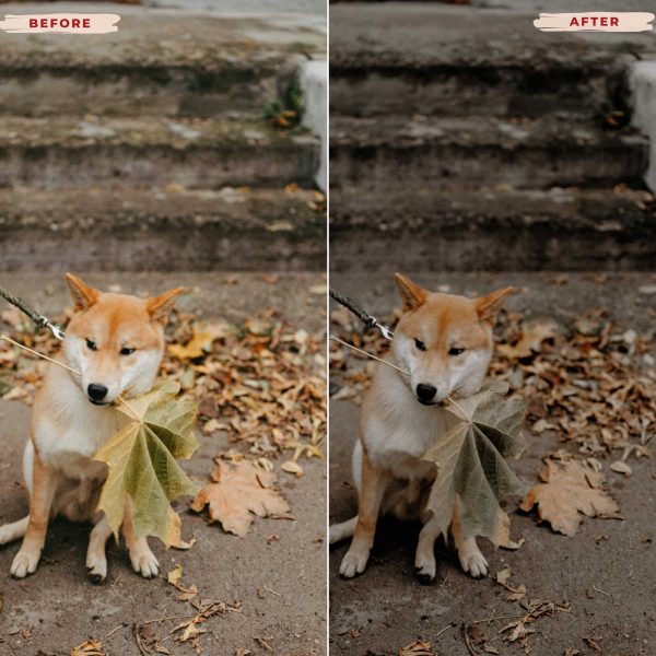 AUTUMN FILM LIGHTROOM PRESETS For Sale