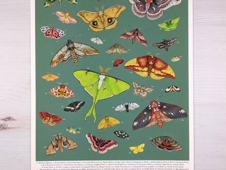 Sarah Ryan Moths of Philadelphia Print Online